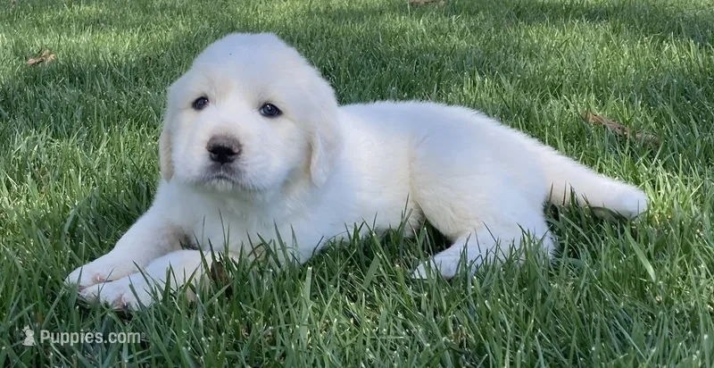 Charlie – Great Pyrenees puppy for sale in Montezuma, KS
