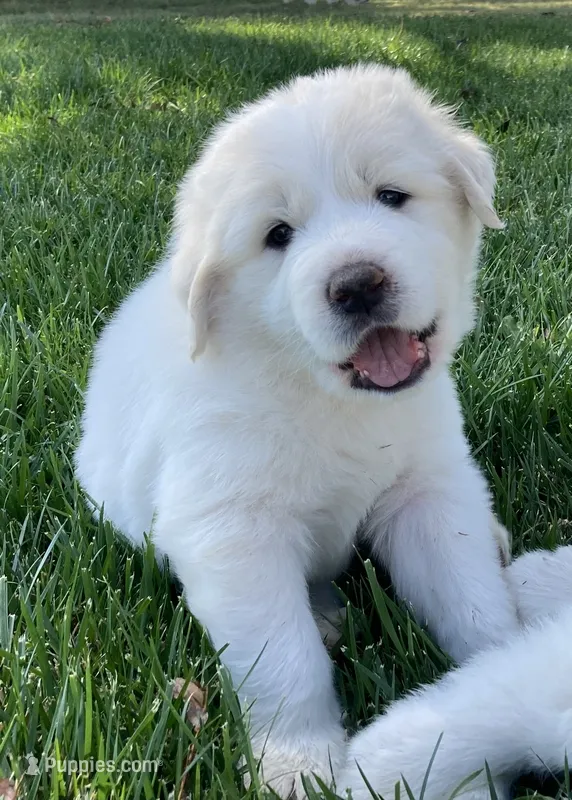 Casper – Great Pyrenees puppy for sale in Montezuma, KS