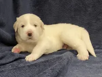 Casper, a male Great Pyrenees for sale in Montezuma, KS – 6 of 6