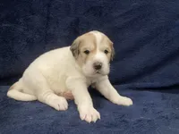 Flynn, a male Great Pyrenees for sale in Montezuma, KS – 3 of 4
