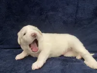 Bo, a male Great Pyrenees for sale in Montezuma, KS – 6 of 6