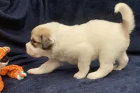 Duke, a male Great Pyrenees for sale in Montezuma, KS – 3 of 6