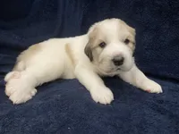 Samson, a male Great Pyrenees for sale in Montezuma, KS – 4 of 5