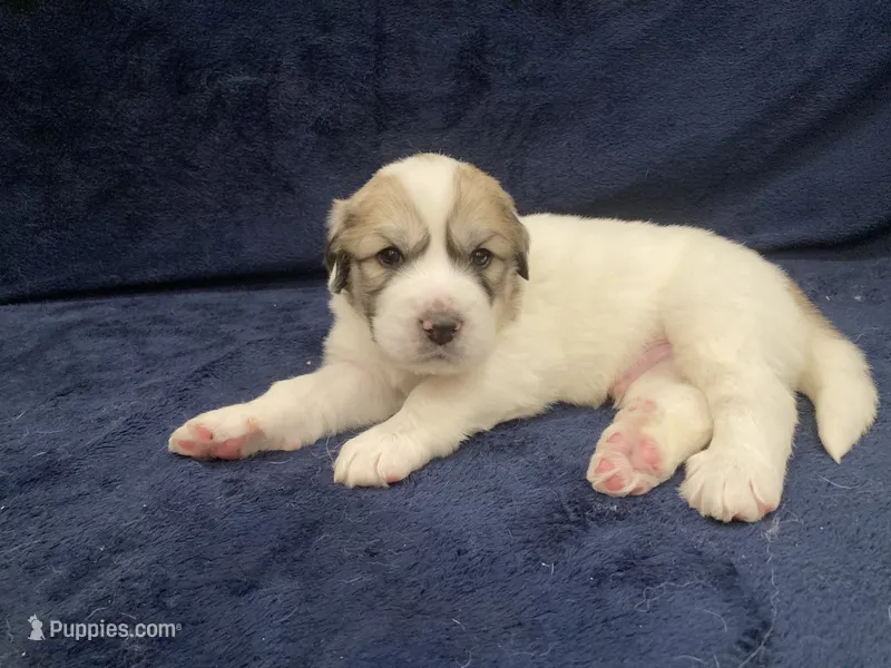 Duke – Great Pyrenees puppy for sale in Montezuma, KS