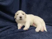 Charlie, a male Great Pyrenees for sale in Montezuma, KS – 3 of 5