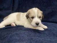 Molly , a female Great Pyrenees for sale in Montezuma, KS – 4 of 5