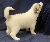 Duke, a male Great Pyrenees for sale in Montezuma, KS – 4 of 6