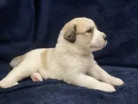 Molly , a female Great Pyrenees for sale in Montezuma, KS – 1 of 5