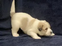 Molly , a female Great Pyrenees for sale in Montezuma, KS – 3 of 5