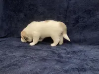 Samson, a male Great Pyrenees for sale in Montezuma, KS – 3 of 5