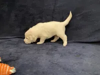 Casper, a male Great Pyrenees for sale in Montezuma, KS – 5 of 6