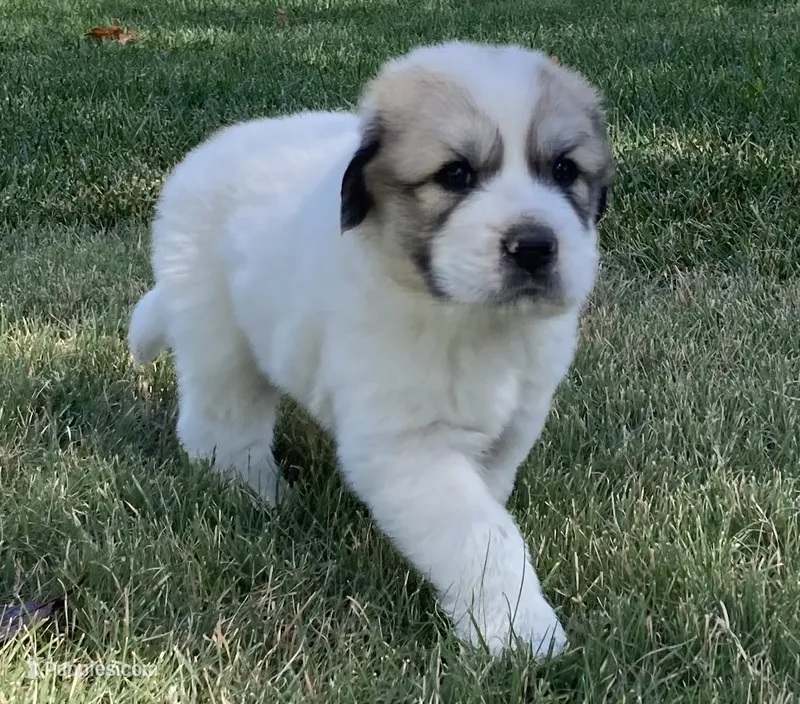 Duke – Great Pyrenees puppy for sale in Montezuma, KS