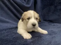Molly , a female Great Pyrenees for sale in Montezuma, KS – 2 of 5
