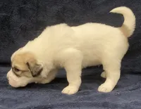 Duke, a male Great Pyrenees for sale in Montezuma, KS – 6 of 6