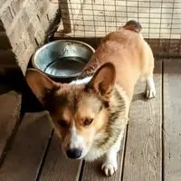 Charlie, a male Pembroke Welsh Corgi for sale in Lexington, KY – Photo 7 of 7