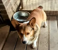 Charlie, a male Pembroke Welsh Corgi for sale in Lexington, KY – Photo 7 of 7