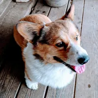 Charlie, a male Pembroke Welsh Corgi for sale in Lexington, KY – Photo 1 of 7