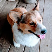 Charlie, a male Pembroke Welsh Corgi for sale in Lexington, KY – Photo 1 of 7