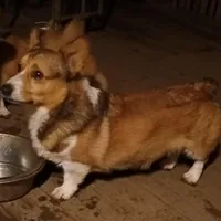 Charlie, a male Pembroke Welsh Corgi for sale in Lexington, KY – Photo 2 of 7