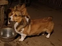 Charlie, a male Pembroke Welsh Corgi for sale in Lexington, KY – Photo 2 of 7