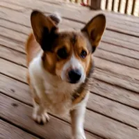 Charlie, a male Pembroke Welsh Corgi for sale in Lexington, KY – Photo 3 of 7