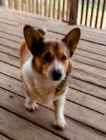 Charlie, a male Pembroke Welsh Corgi for sale in Lexington, KY – Photo 3 of 7