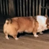 Charlie, a male Pembroke Welsh Corgi for sale in Lexington, KY – Photo 5 of 7