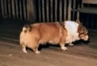 Charlie, a male Pembroke Welsh Corgi for sale in Lexington, KY – Photo 5 of 7