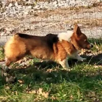 Charlie, a male Pembroke Welsh Corgi for sale in Lexington, KY – Photo 6 of 7