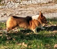 Charlie, a male Pembroke Welsh Corgi for sale in Lexington, KY – Photo 6 of 7