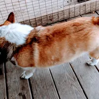 Charlie, a male Pembroke Welsh Corgi for sale in Lexington, KY – Photo 4 of 7