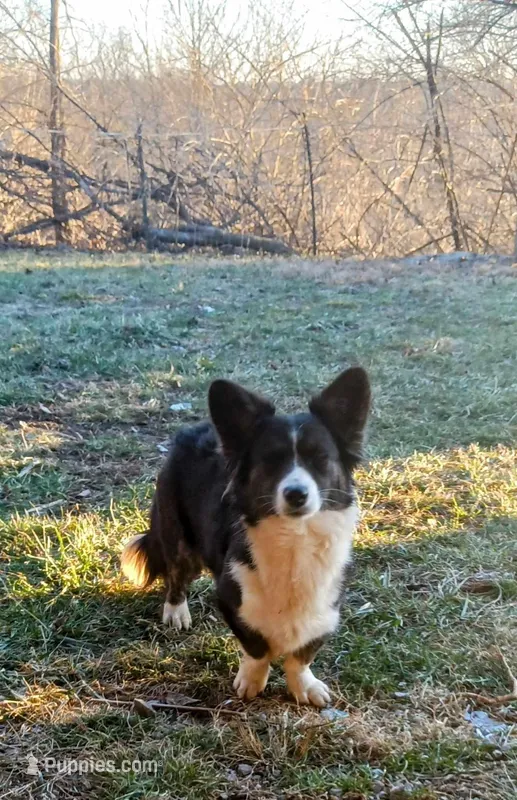 Fallon, a female Cardigan Welsh Corgi for sale in Lexington, KY – Photo 1 of 2
