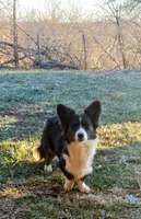Fallon, a female Cardigan Welsh Corgi for sale in Lexington, KY – Photo 1 of 2