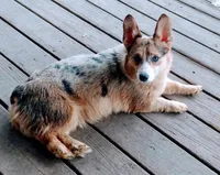 Princess Kate, a female Pembroke Welsh Corgi for sale in Lexington, KY – Photo 1 of 2