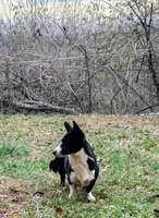 Bonnie, a female Cardigan Welsh Corgi for sale in Lexington, KY – Photo 2 of 3