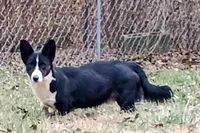 Bonnie, a female Cardigan Welsh Corgi for sale in Lexington, KY – Photo 1 of 3