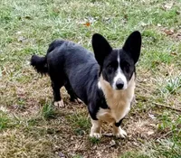 Bonnie, a female Cardigan Welsh Corgi for sale in Lexington, KY – Photo 3 of 3