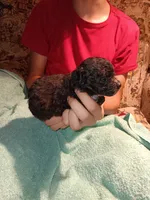 Meet Piper (new pics), a female Poodle - Toy  for sale in Belleville, IL – 2 of 7