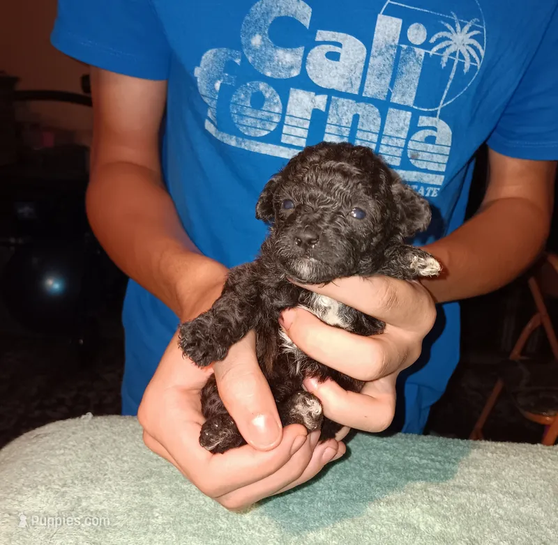 Meet Piper – Poodle - Toy  puppy for sale in Belleville, IL
