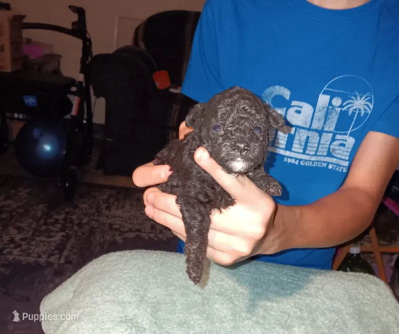 Meet Jax – Poodle - Toy  puppy for sale in Belleville, IL