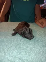 Meet Piper, a female Poodle - Toy  for sale in Belleville, IL – 3 of 4