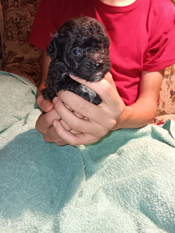 Meet Piper (new pics) – Poodle - Toy  puppy for sale in Belleville, IL