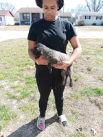 Meet Milo(new pics), a male Poodle - Toy  for sale in Belleville, IL – 6 of 7