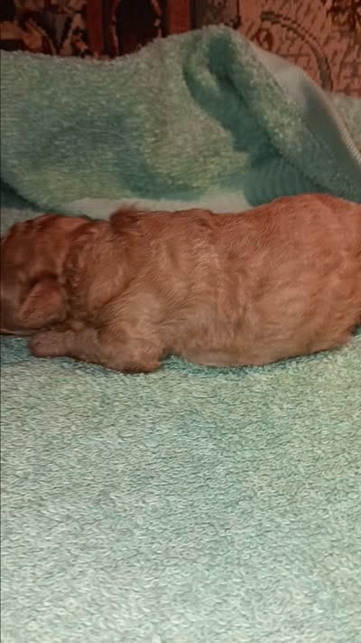 Meet Royal (Sold), a male Poodle - Toy  for sale in Belleville, IL – 3 of 3