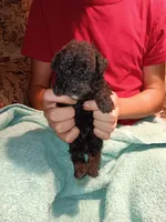 Meet Jax (new pics), a male Poodle - Toy  for sale in Belleville, IL – 2 of 7