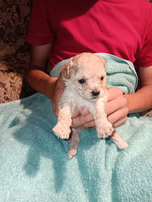 Meet Milo(new pics) – Poodle - Toy  puppy for sale in Belleville, IL
