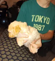 Meet Milo (Sold), a male Poodle - Toy  for sale in Belleville, IL – 6 of 7
