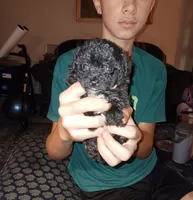 Meet Jax (Hold), a male Poodle - Toy  for sale in Belleville, IL – 4 of 7