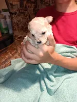 Meet Milo(new pics), a male Poodle - Toy  for sale in Belleville, IL – 3 of 7