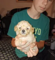 Meet Milo (Sold), a male Poodle - Toy  for sale in Belleville, IL – 2 of 7